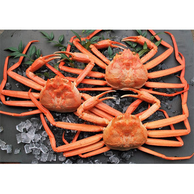 チョイスｅカード　うましま【詩コース】