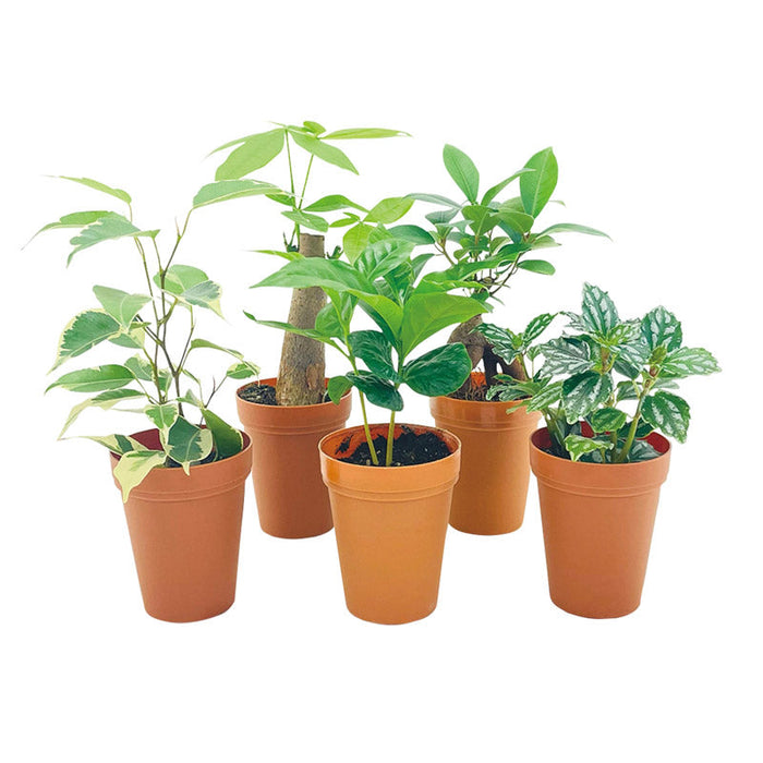 ミニ観葉植物ポットミックス１個