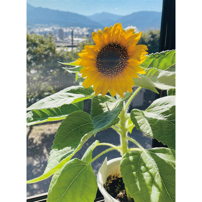 ミニひまわり栽培キット