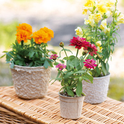 ECOポットM 花の種子（1P）