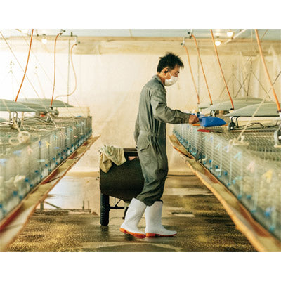 紅白愛でたまごギフトボックス