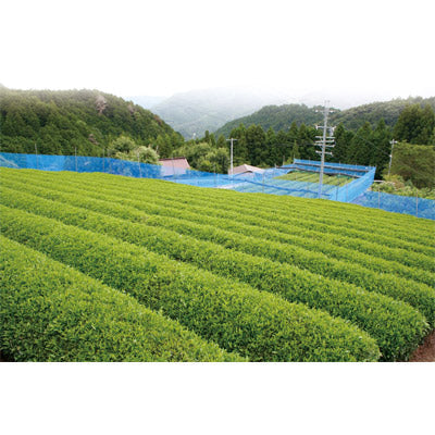 至福の逸品　木箱入り「カネタ太田園」静岡天竜茶