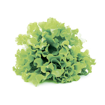 ペットボトルで育てる水耕栽培キット